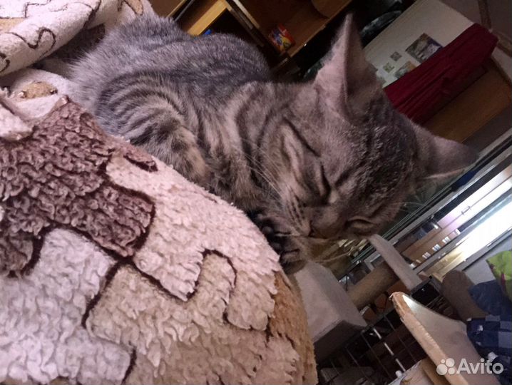 Британская кошка бесплатно