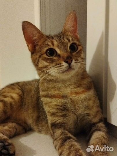 Кошка в добрые руки