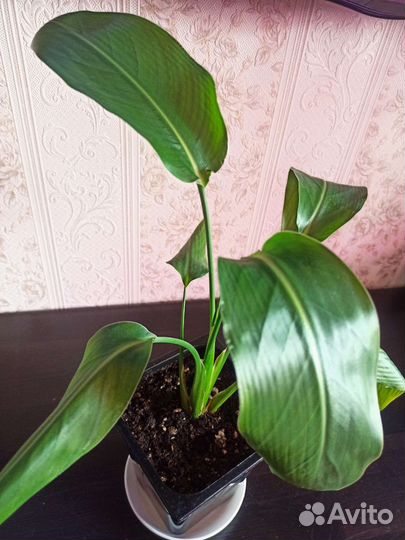 Стрелиция Регина