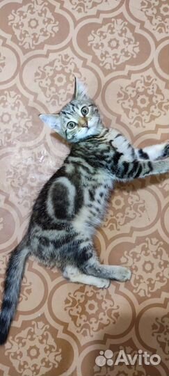 Котята за чирик