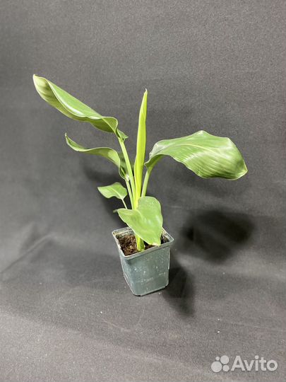 Стрелиция Регина 9/35