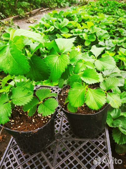 Виктория саженцы