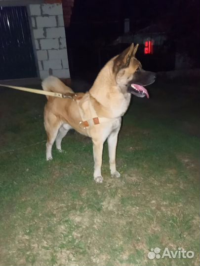 Вязка собак