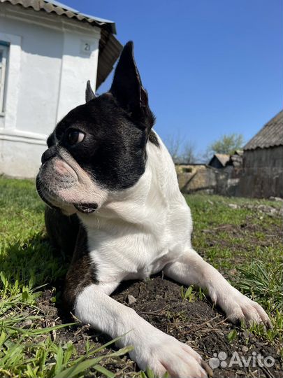 Бостон терьер для вязки