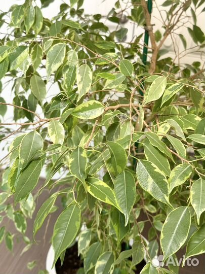 Фикус бенджамина большой