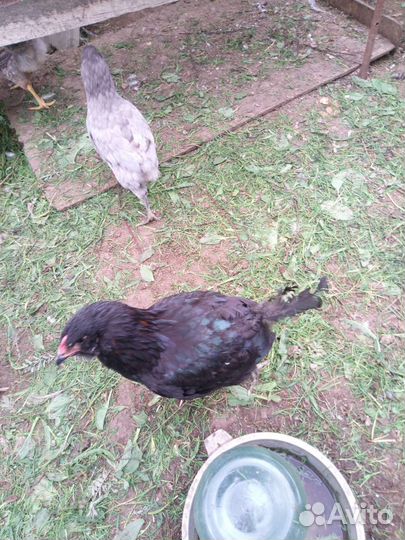 Петух билефельдер и амераукана и