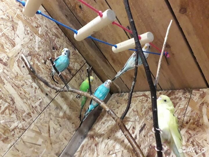 Волнистый попугай