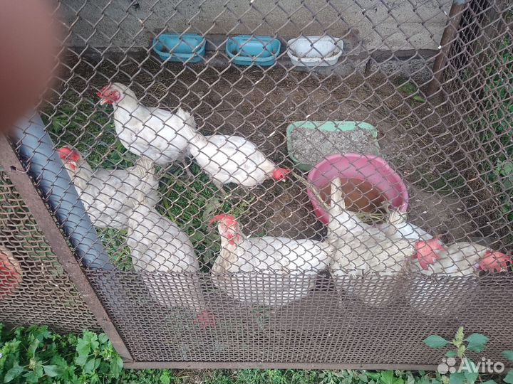 Куры несушки