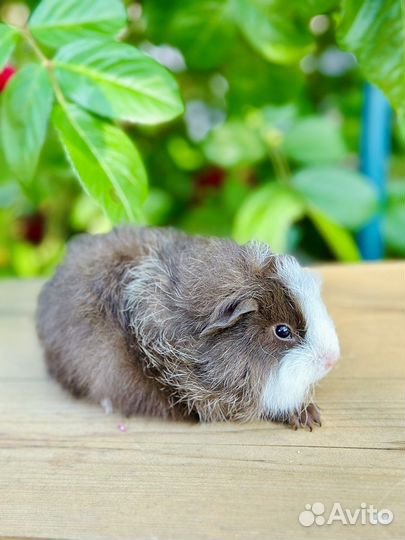Морская свинка тедди