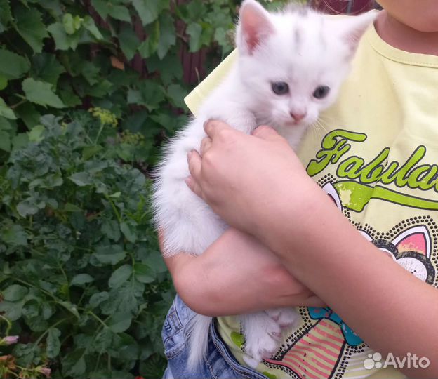 Котята в добрые руки приучены к лотку