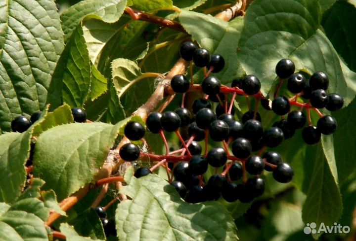 Саженцы Черемухи