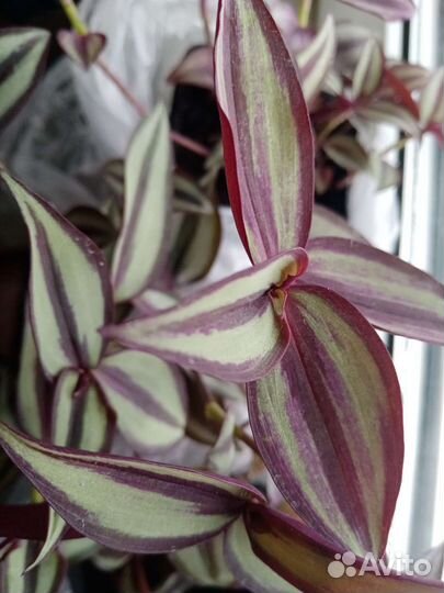 Традесканция фиолетовая