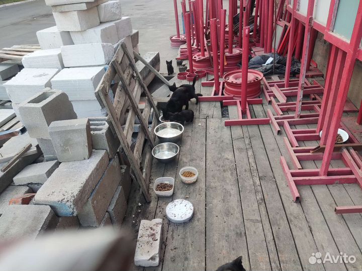 Котята в добрые руки бесплатно