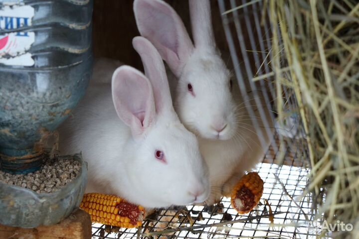 Кролик белый панон