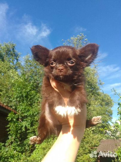 Щенки чихуахуа мини шоколадные бейби фейс Коби тип