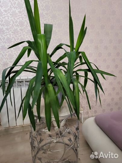 Пальма юкка