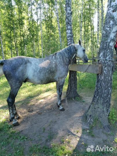 Жеребец орловский рысак