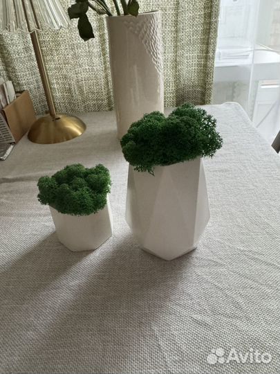 Стабилизированный мох в кашпо