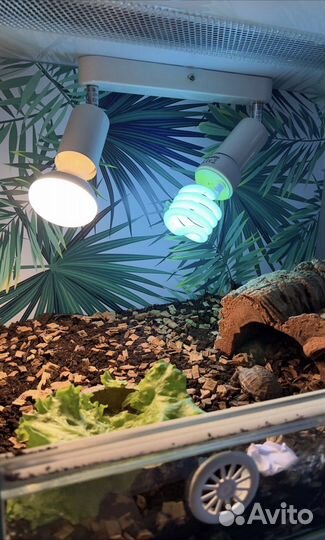 Террариум для сухопутной черепахи