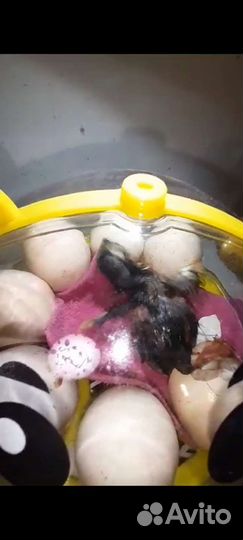 Мини инкубатор