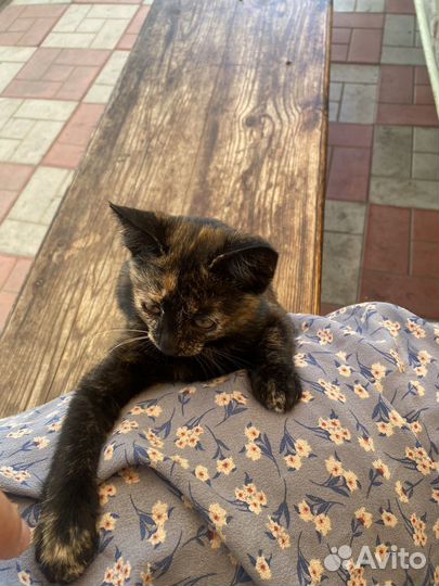 Котенок 3 месяца