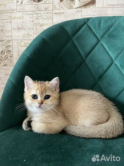 Британская золотая шиншилла