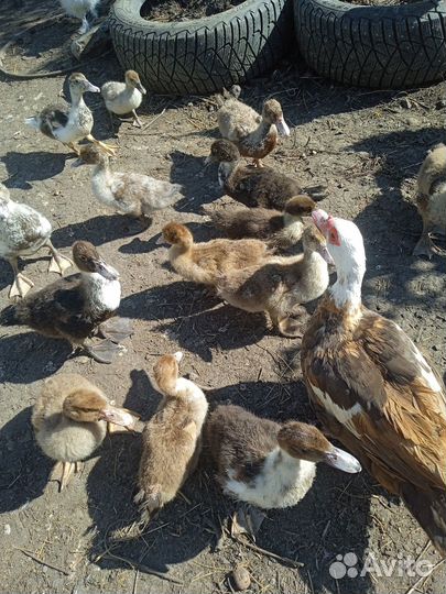 Индоутята продам или поменяю на сено,зерно,дрова