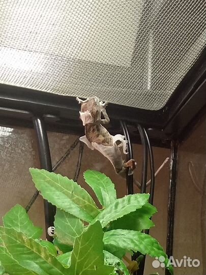 Пантеровый хамелеон