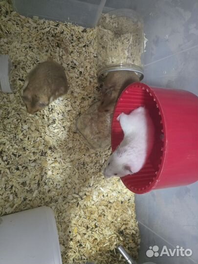 Сирийский хомяк мальчик