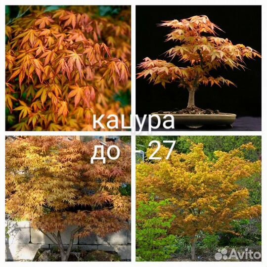 Клёны японские