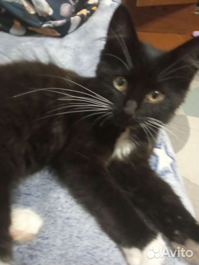 Кошка в добрые руки