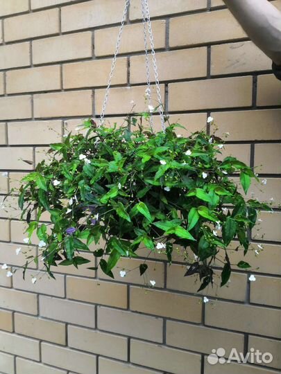 Традесканция гибазис