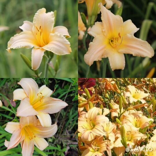 Лилейник Melody Line