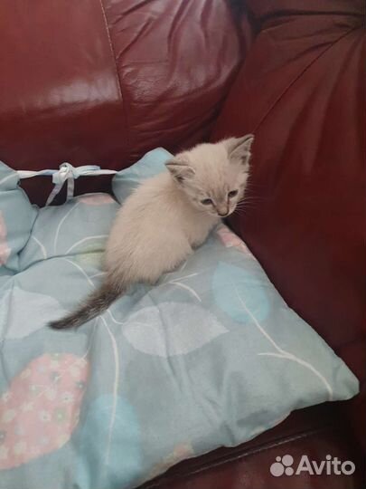 Отдам котят в добрые руки