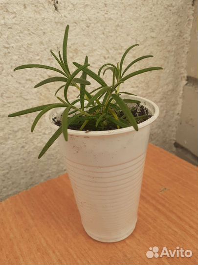 Розмарин саженцы