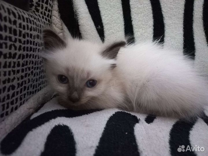 Отдам милую кошечку