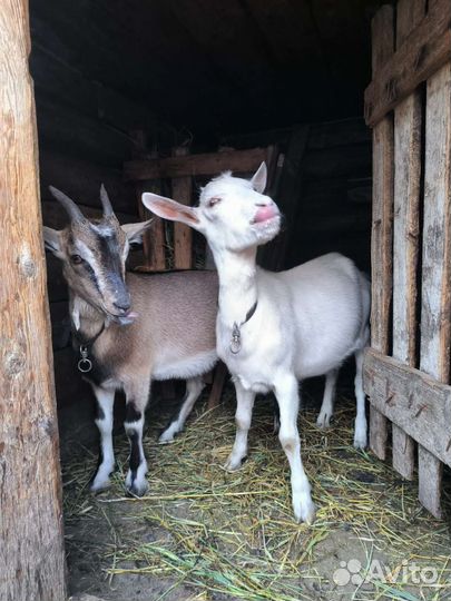 Продам козлят