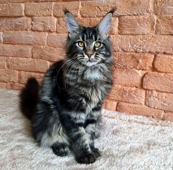 Котенок мейн-кун. Крупная девочка