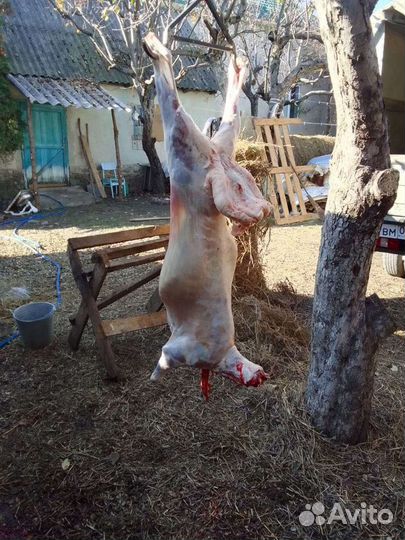 Овцы бараны ягнята