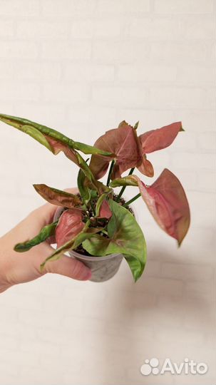 Сингониум розовый в стакане 0.5 л