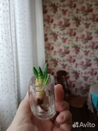 Алоэ тигровое