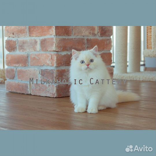 Скоттиши от Milkaholic Cattery