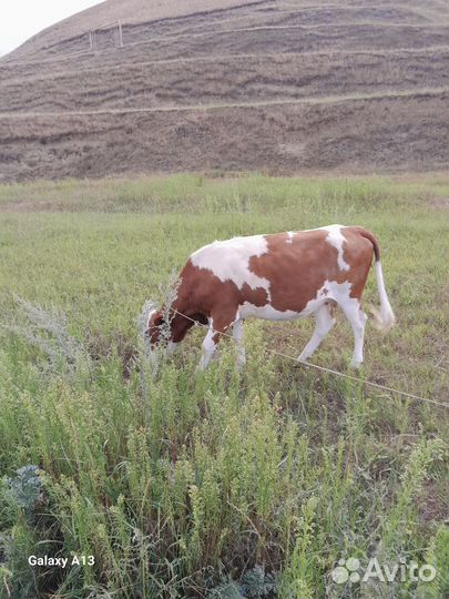 Домашние животные