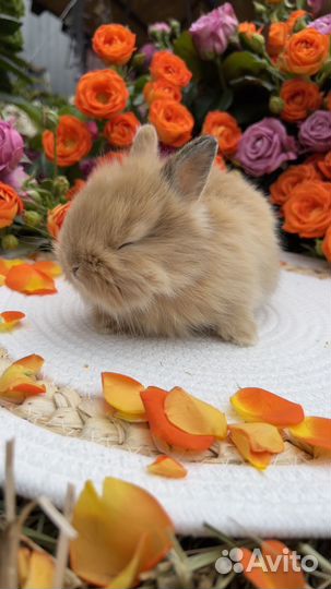 Кролики ручные