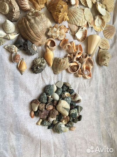Ракушка с разных морей и океанов