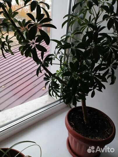 Продам цветы комнатные