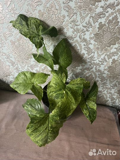 Сингониум мохито