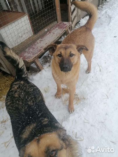 Собака в добрые руки