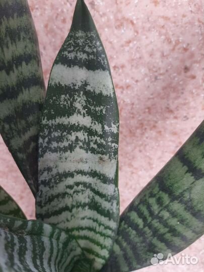 Сансевиерия