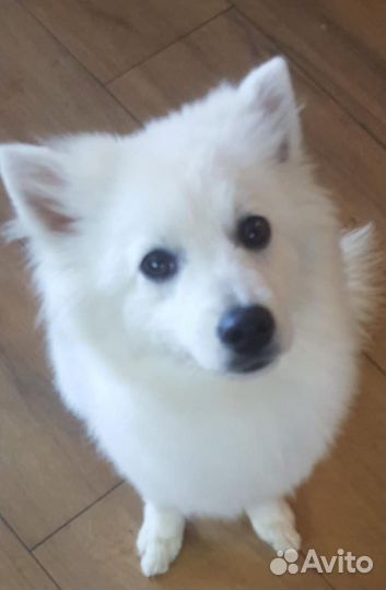 Немецкий белый шпиц